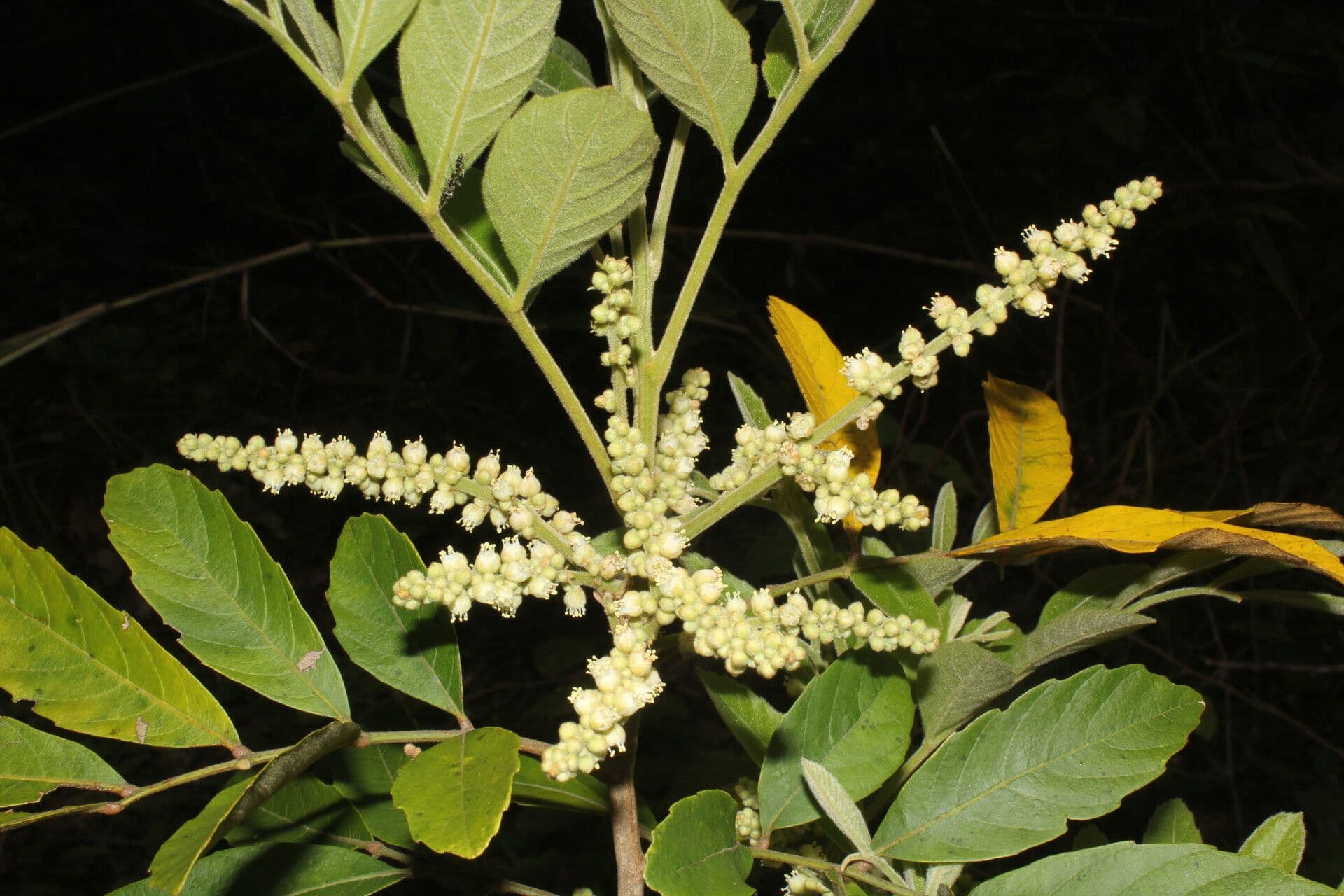 Cupania guatemalense 9