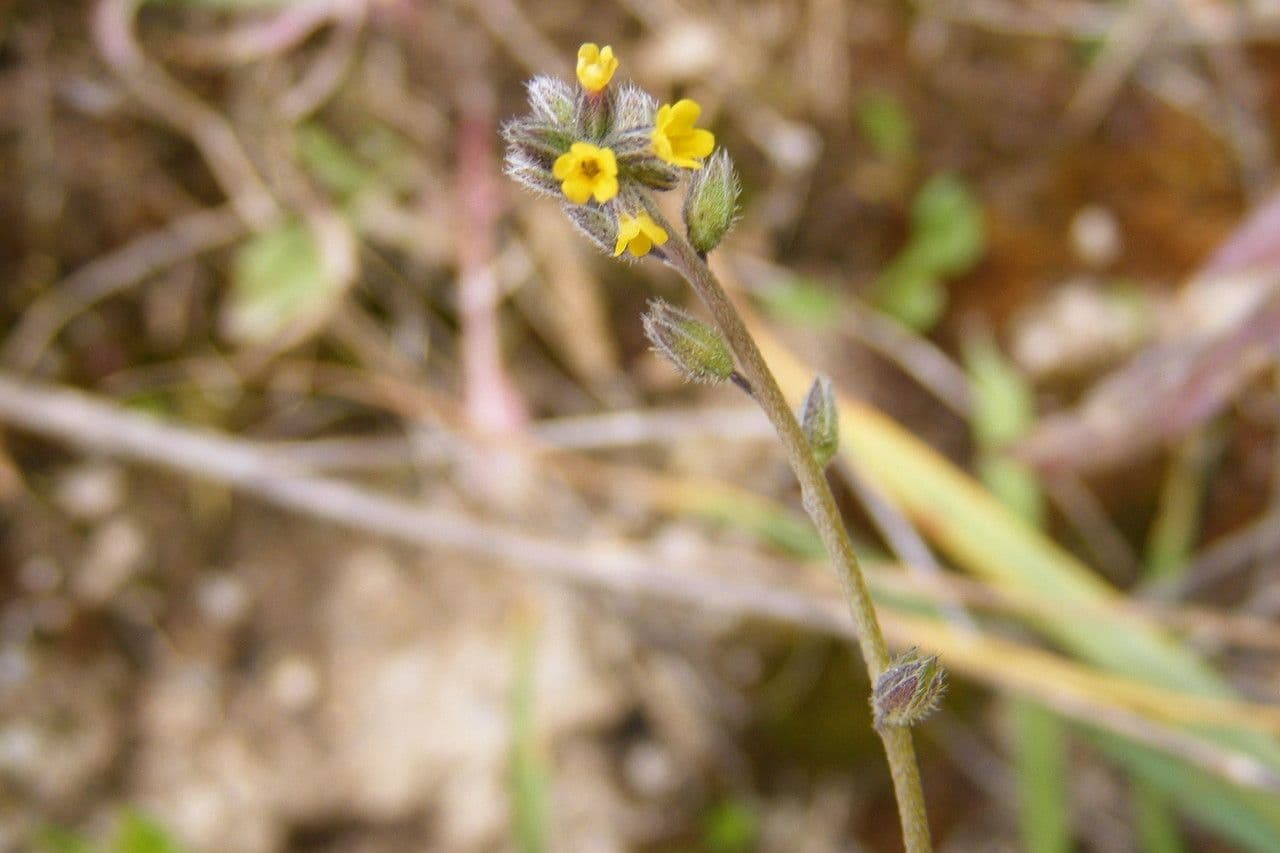Myosotis 15