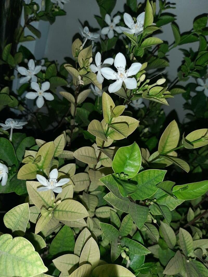 Wrightia 4