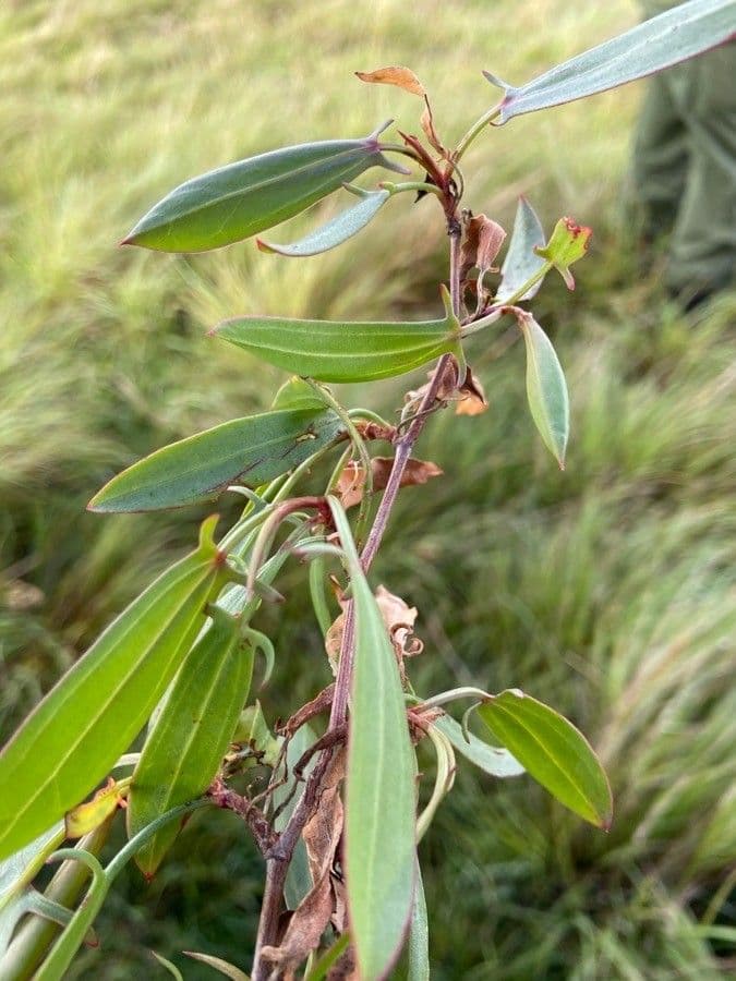 Acetosa 7