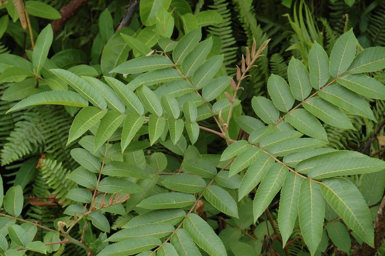Essigbaum 4