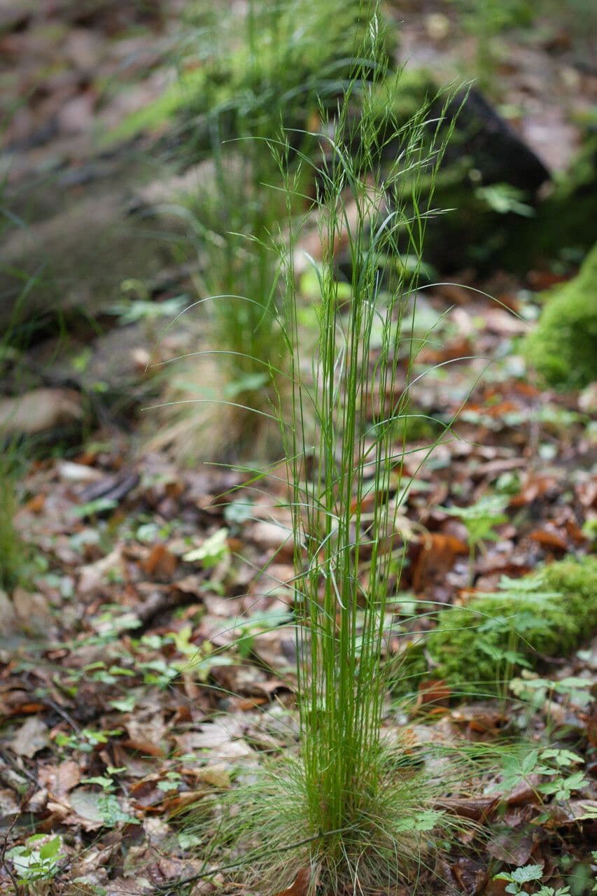 Festuca de hoja variable 4