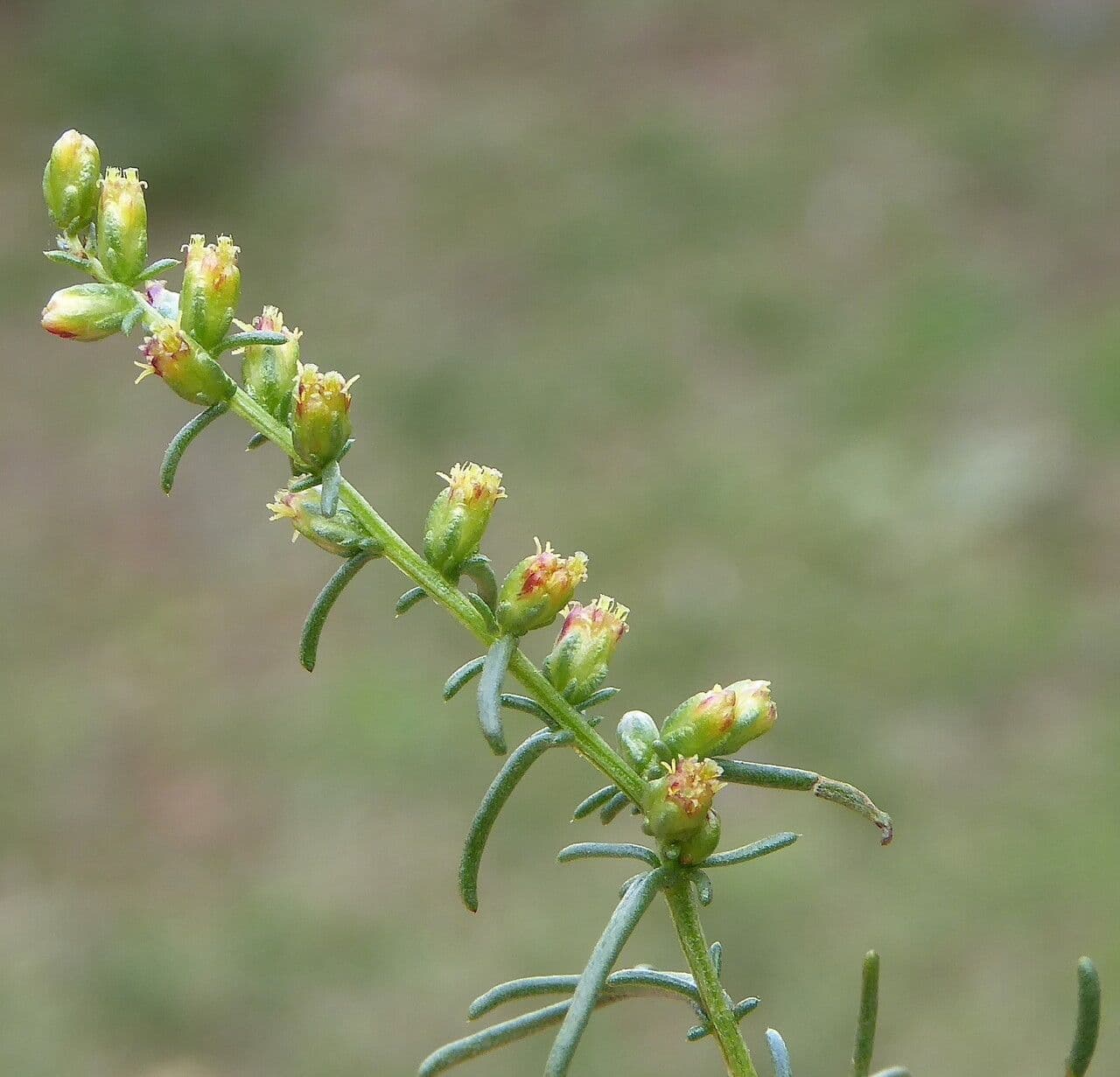 Field sagewort 8