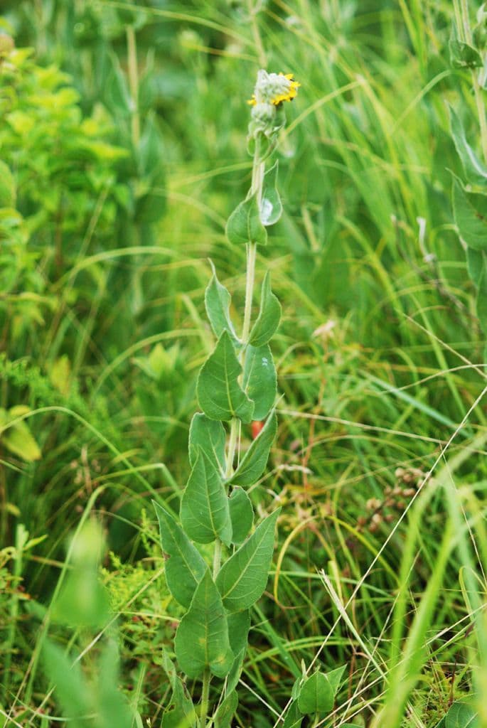 Asch-Sonnenblume 10
