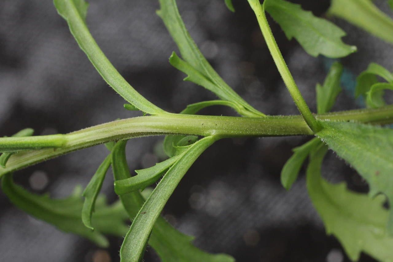 Iberka okolíkatá 24