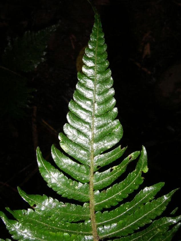 Thelypteris 4
