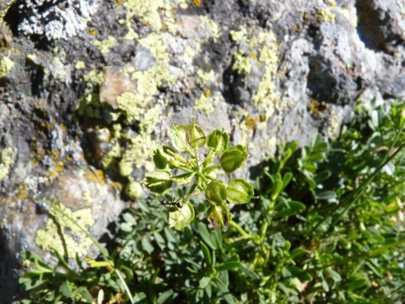 Iberis sempreverde 2