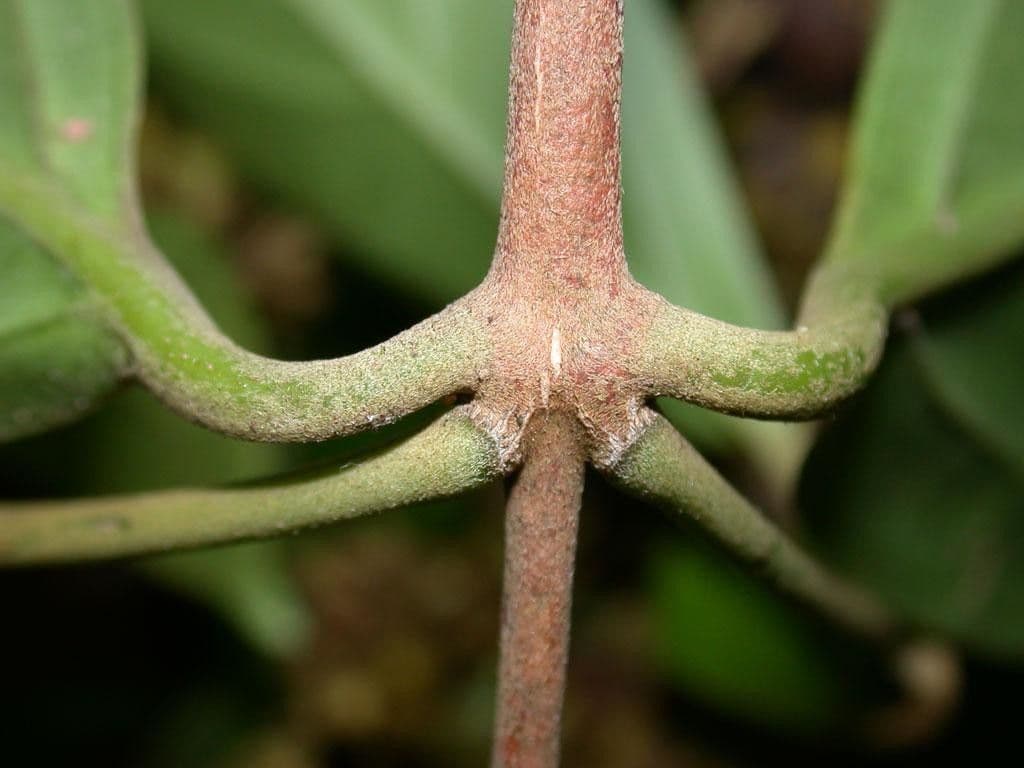 Jubelina 11