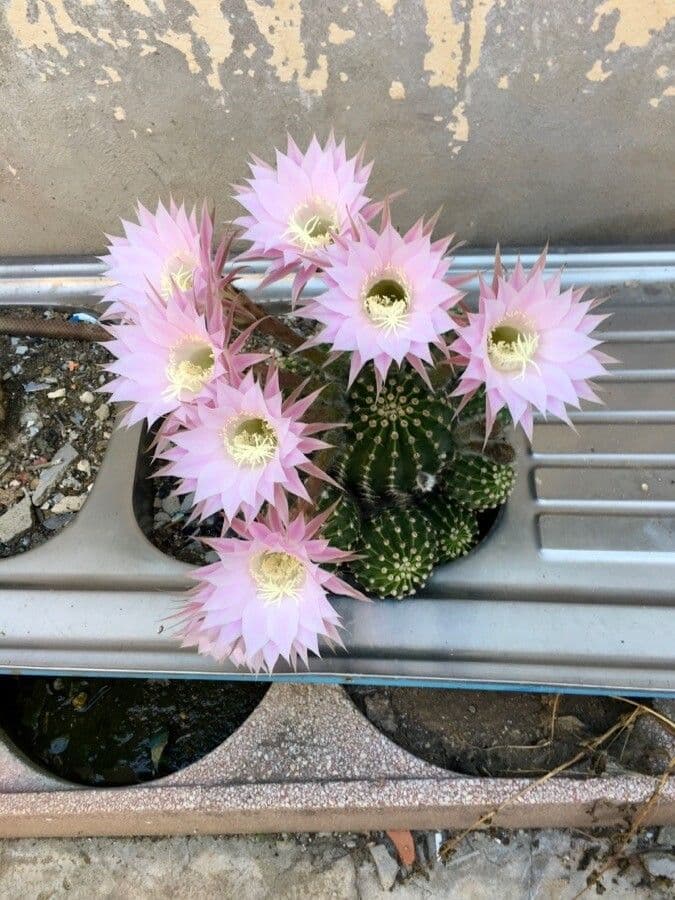 Echinopsis 11
