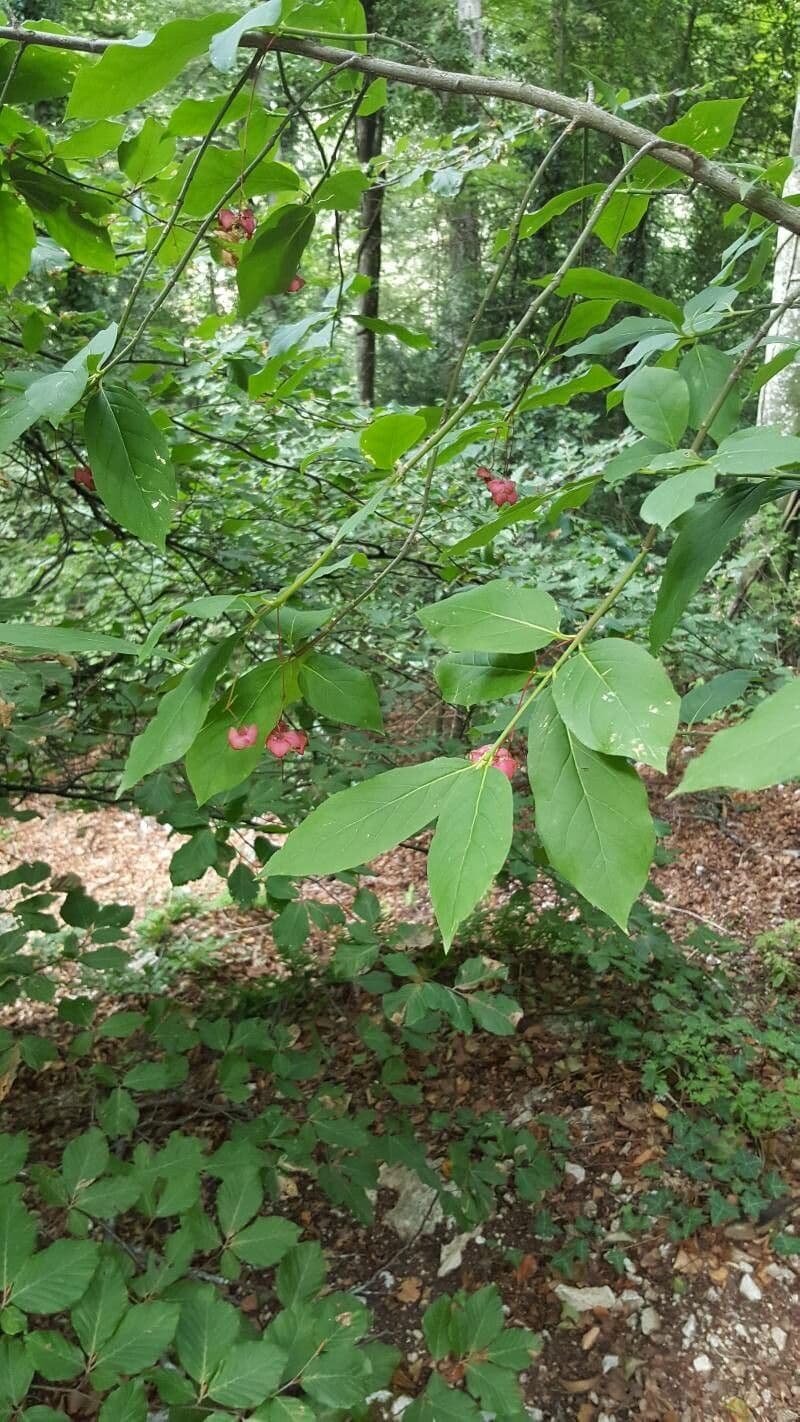 Fusain à larges feuilles 4