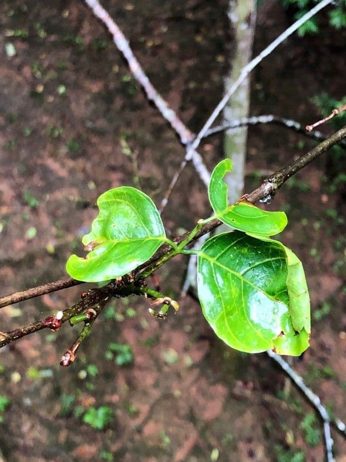 Dalbergia Oliveri 3