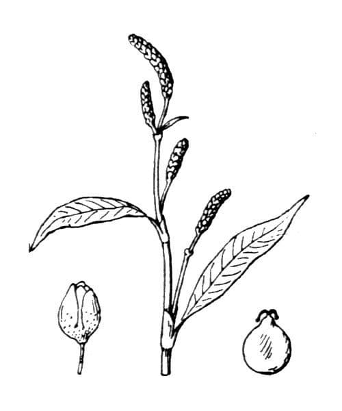 Persicaria de hoja de acedera 26