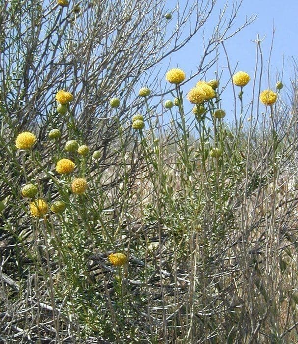 Gelber Aster 8
