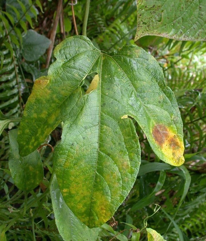 Cayaponia racemiforme 9