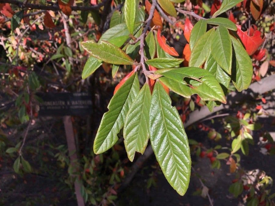 Cotoneaster de Waterer 2
