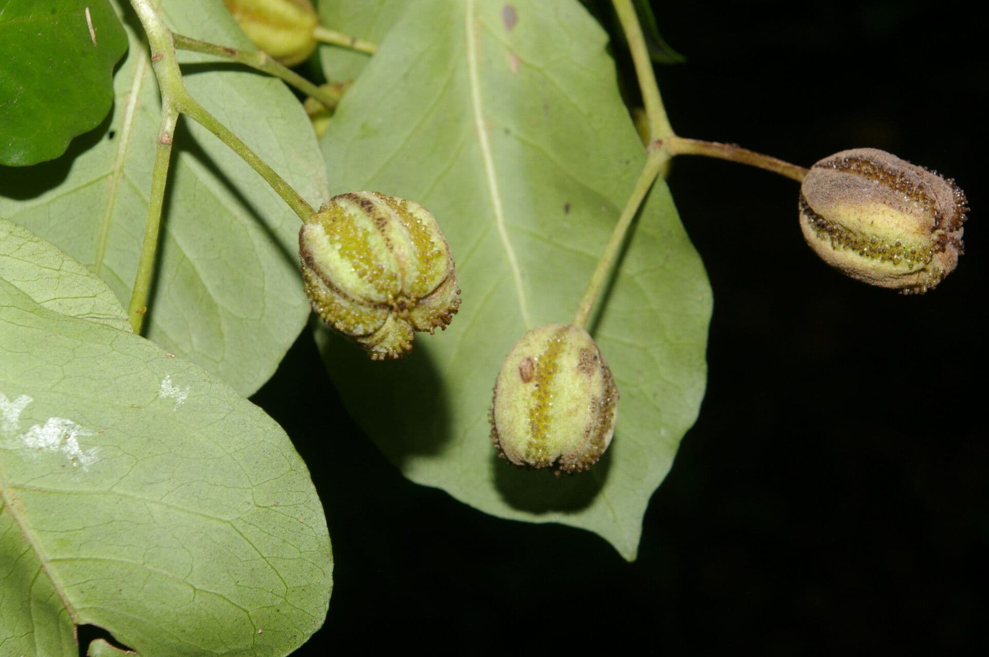 Pisonia 5