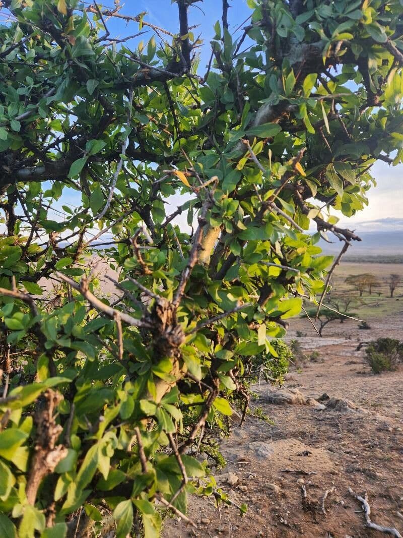 Commiphora 10