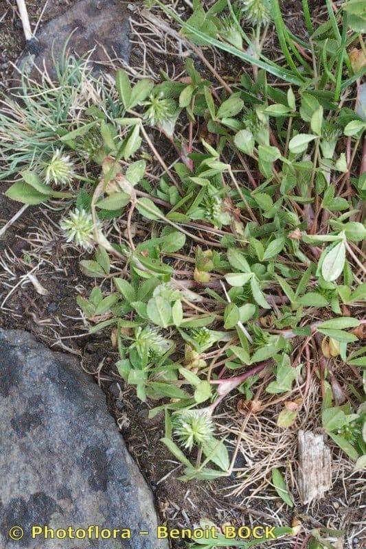 Teasel clover 11
