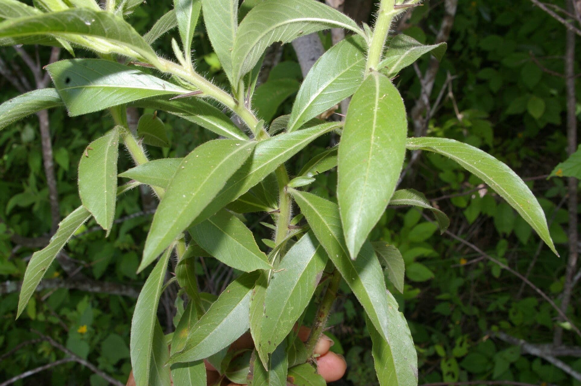 Hydrolea spinosa 10