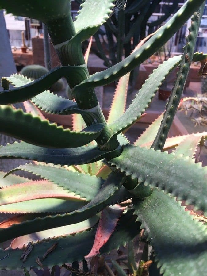 Aloe 5