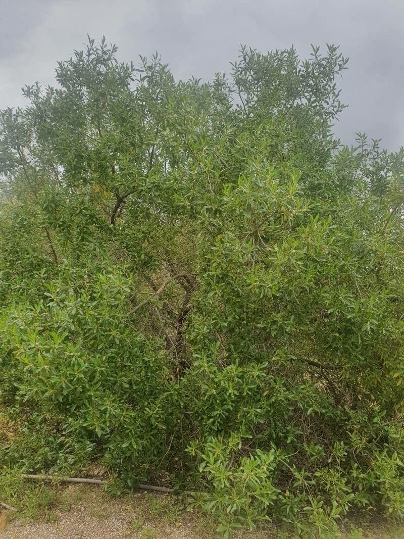 Boobialla 14