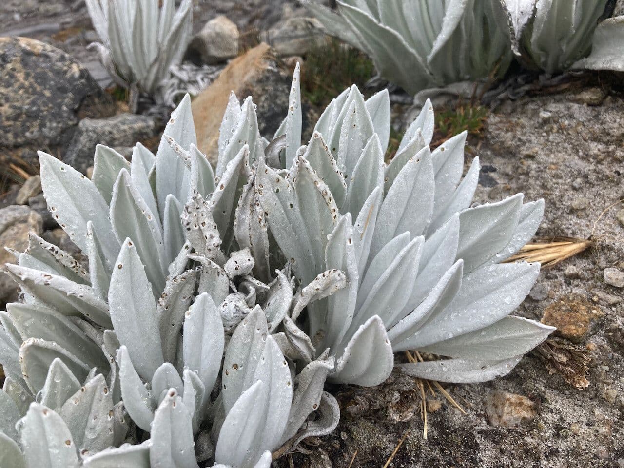 Senecio 22