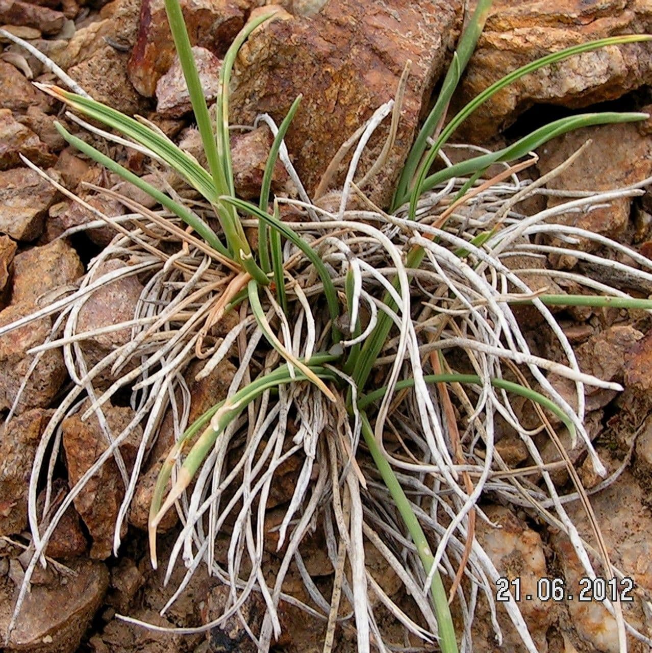 Codolina nuda 13