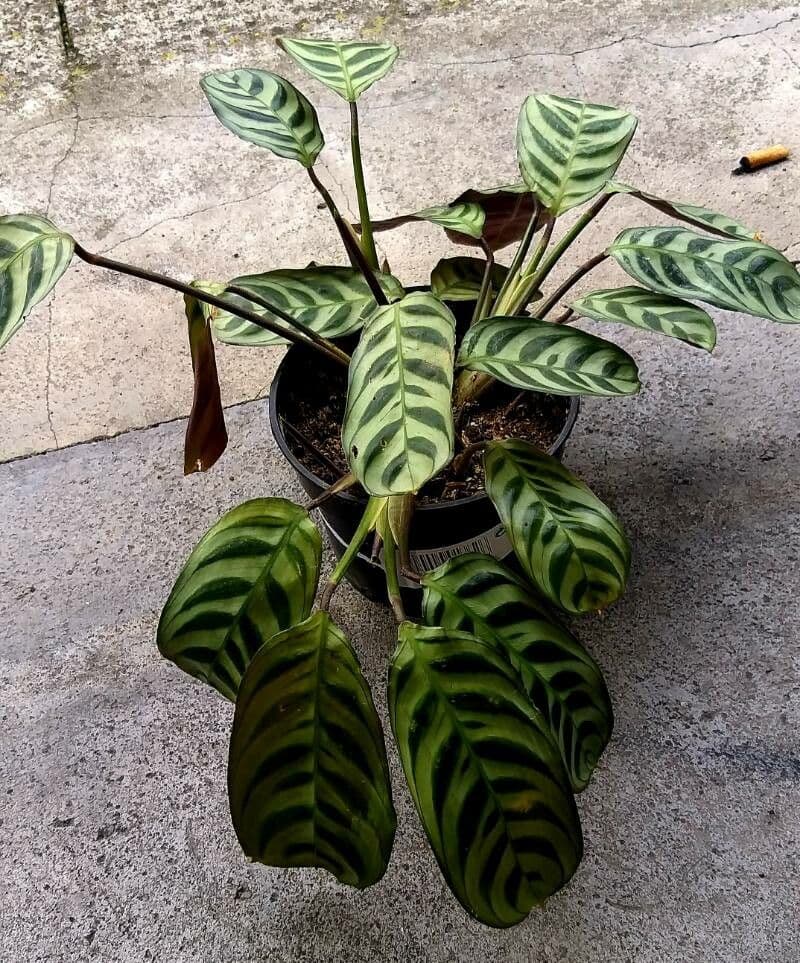 Ctenanthe