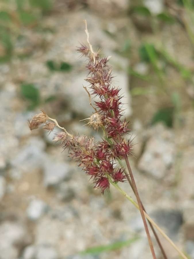 Echinolaena inflexa 2