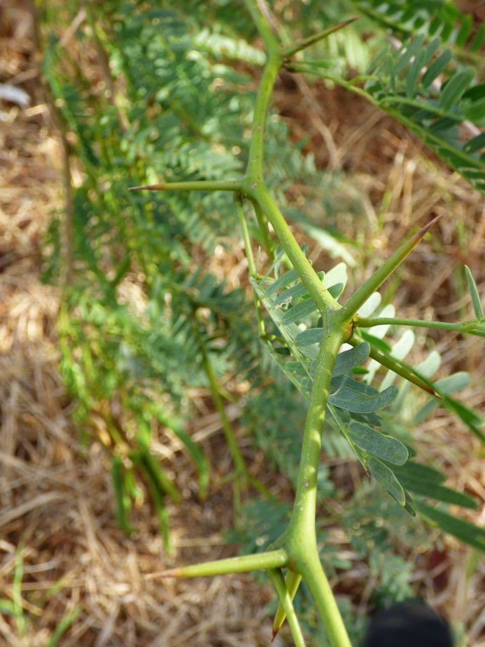 Prosopis 21