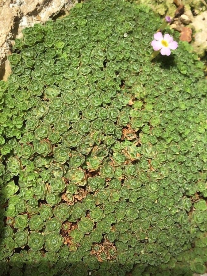 Dionysia 2