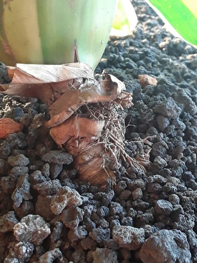 Bromelia arrossata 16