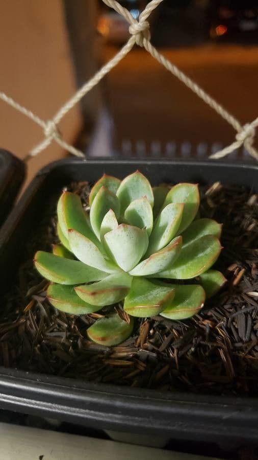 Echeveria 7