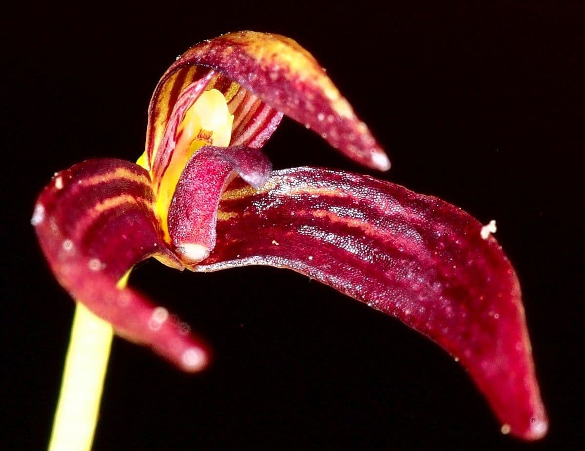 Bulbophyllum 3