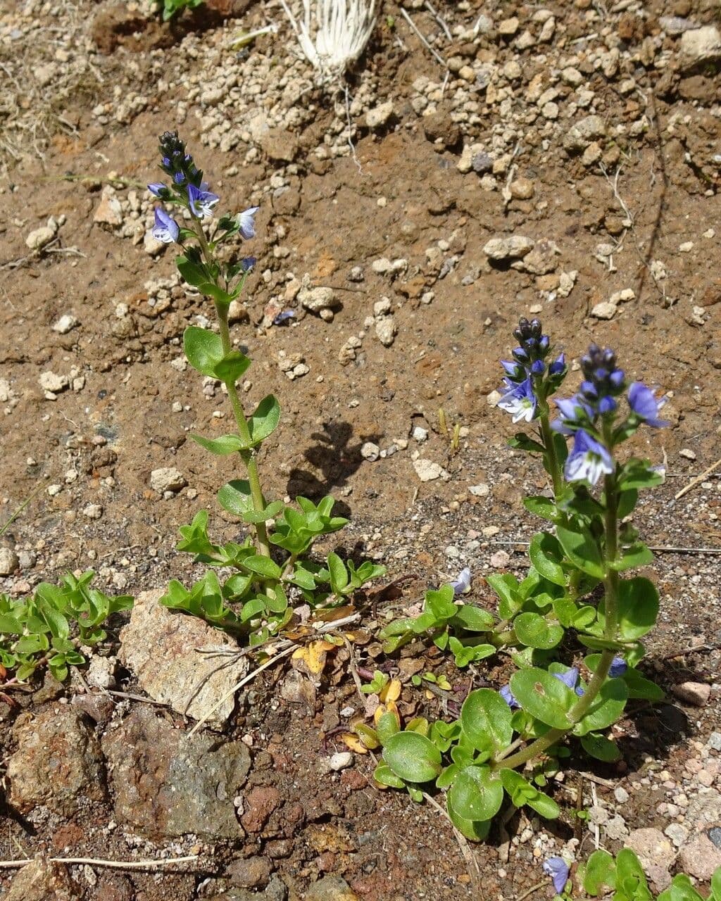 Veronica serpilifolia 15
