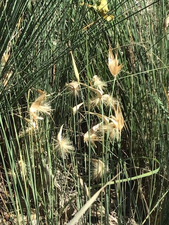 Albardine 6