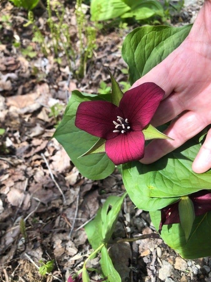 Trillium eretto 8