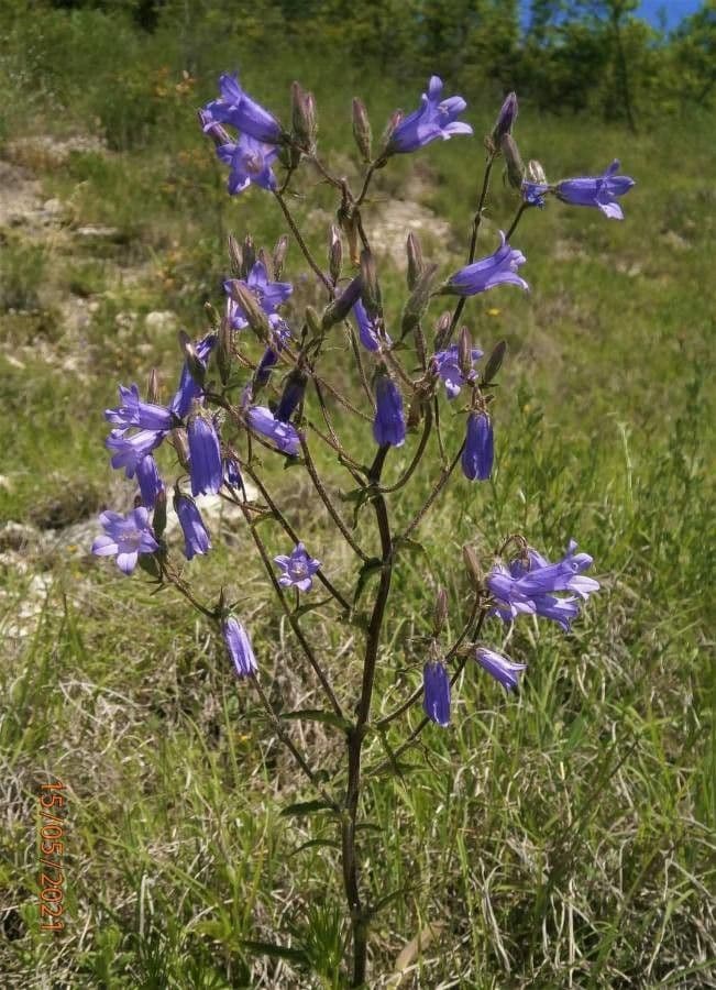 Campanula siberiana 11
