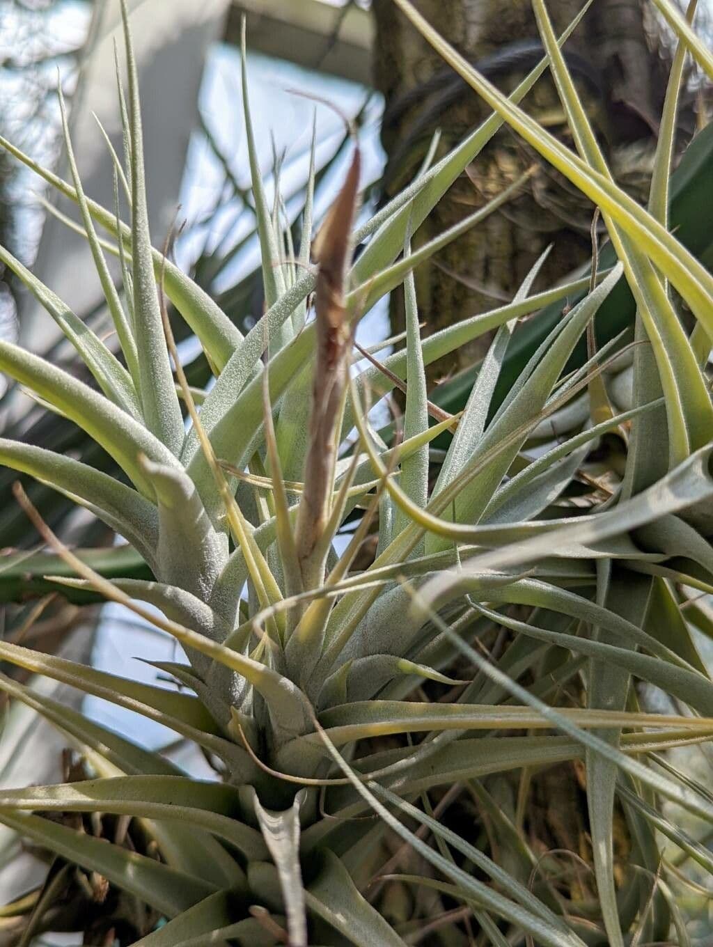 Tillandsia 4