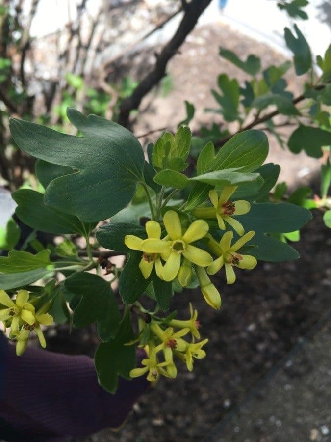 Ribes aureo 19
