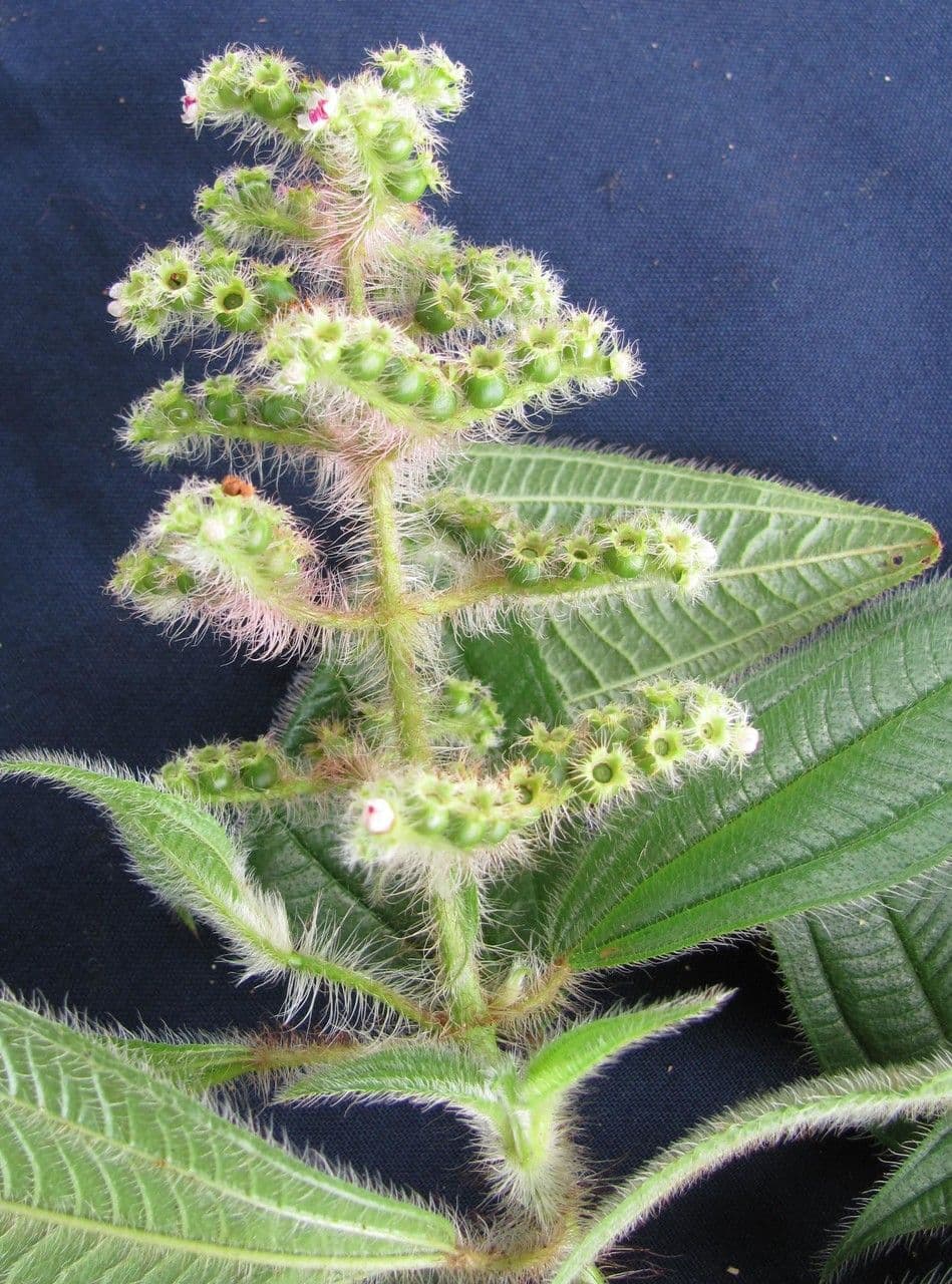 Miconia 12