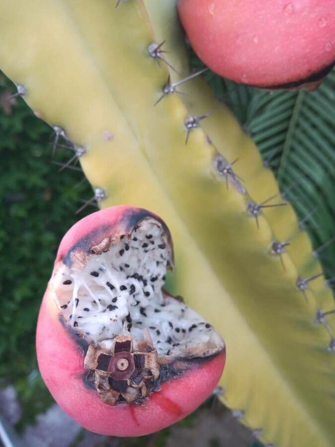 Cactus 29
