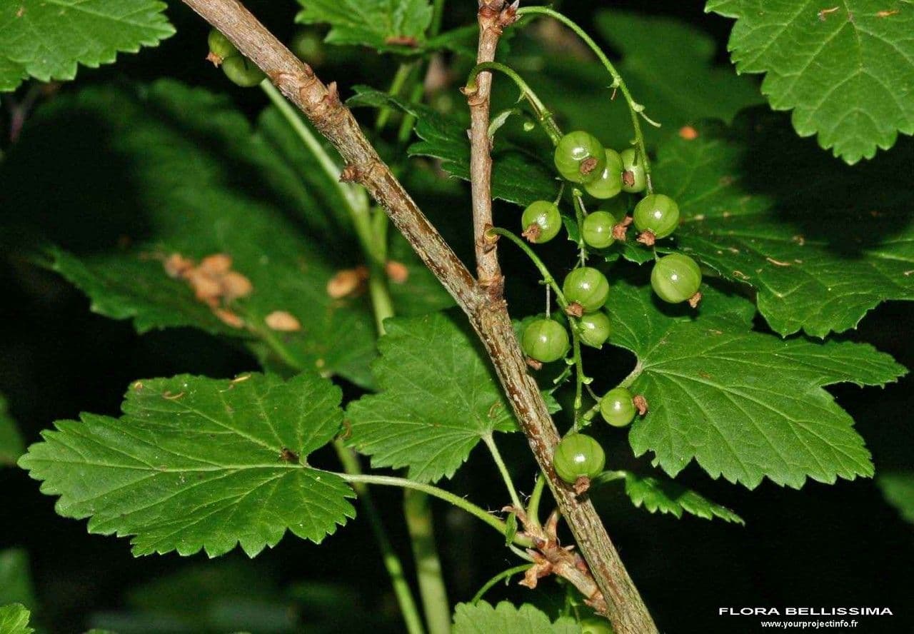 Ribes petraeum 27