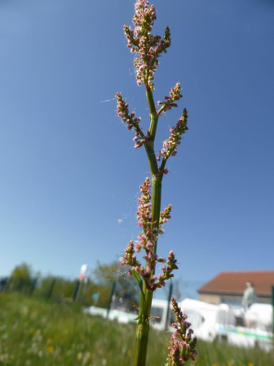 Acetosa 27