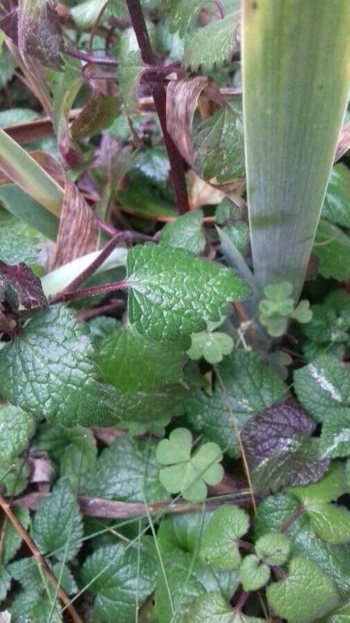 Falsa ortica macchiata 20