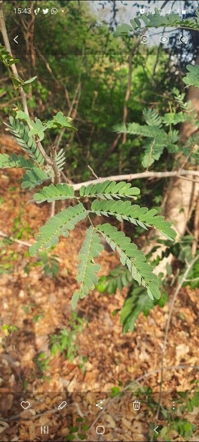 Albizia 9