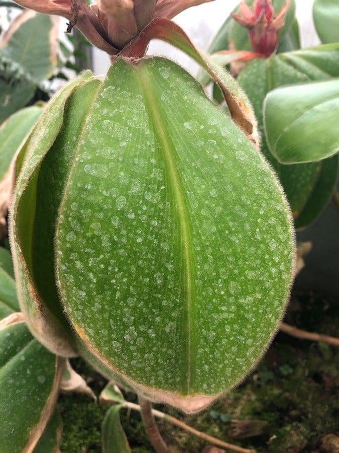 Costus 10