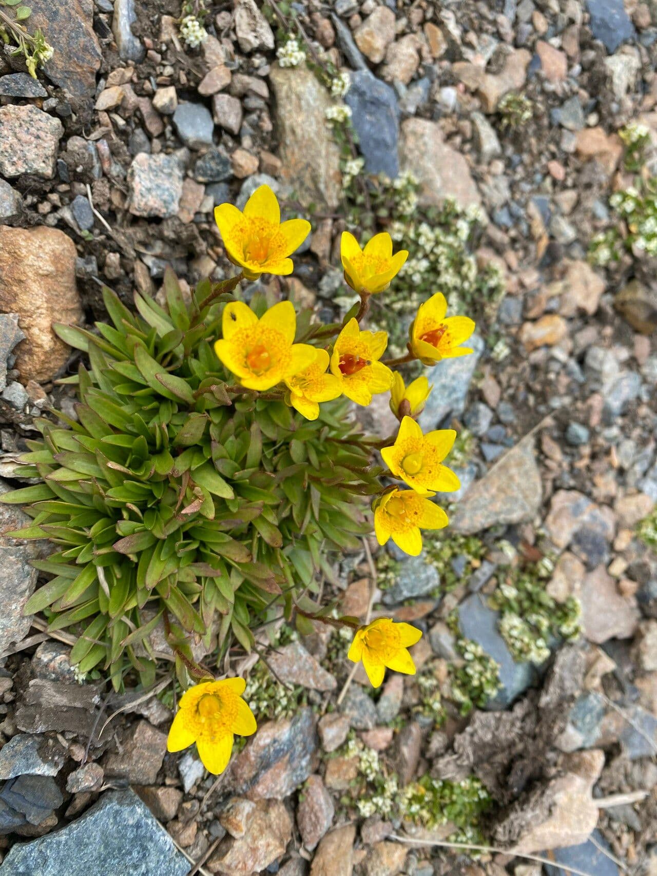 Sassifraga hirculus 13
