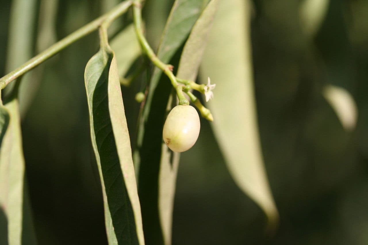 Vallesia 2