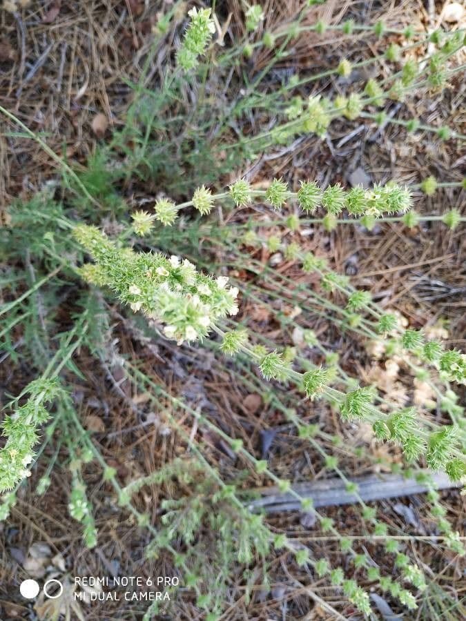 Sideritis leucantha 2